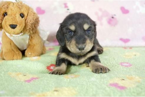 成約済の兵庫県のミニチュアダックスフンド-10676の3枚目
