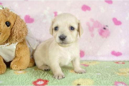 成約済の兵庫県のミニチュアダックスフンド-10677の2枚目