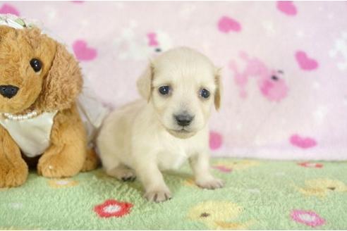 成約済の兵庫県のミニチュアダックスフンド-10677の3枚目