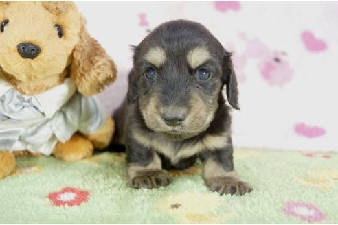 成約済の兵庫県のミニチュアダックスフンド-10678の2枚目