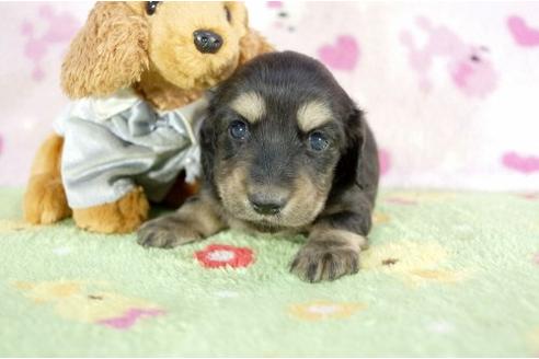 成約済の兵庫県のミニチュアダックスフンド-10678の3枚目
