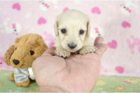 成約済の兵庫県のミニチュアダックスフンド-10679の1枚目