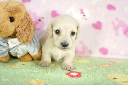 成約済の兵庫県のミニチュアダックスフンド-10679の2枚目