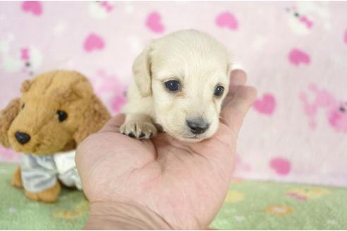 成約済の兵庫県のミニチュアダックスフンド-10679の3枚目