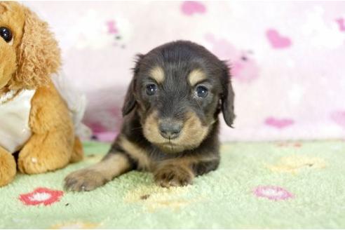成約済の兵庫県のミニチュアダックスフンド-10681の1枚目
