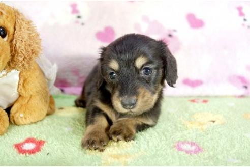 成約済の兵庫県のミニチュアダックスフンド-10681の2枚目