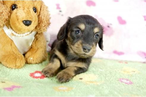 成約済の兵庫県のミニチュアダックスフンド-10681の3枚目