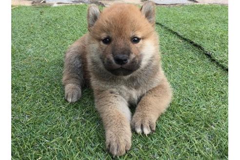 成約済の長崎県の柴犬-9975の1枚目