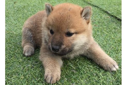 成約済の長崎県の柴犬-9975の2枚目