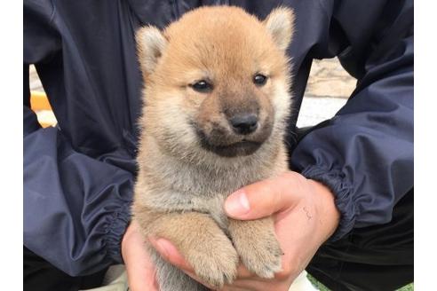 成約済の長崎県の柴犬-9975の3枚目