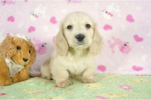 成約済の兵庫県のミニチュアダックスフンド-10258の2枚目