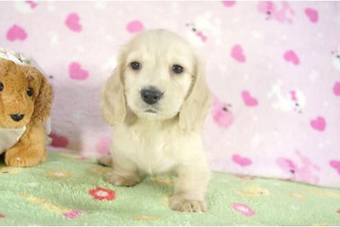 成約済の兵庫県のミニチュアダックスフンド-10258の3枚目