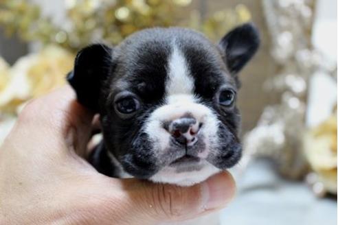 成約済の大阪府のボストンテリア-10715の1枚目