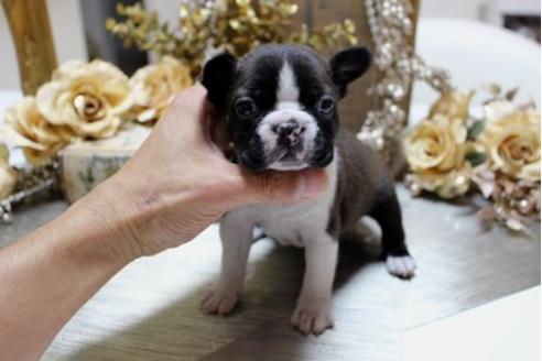 成約済の大阪府のボストンテリア-10715の3枚目