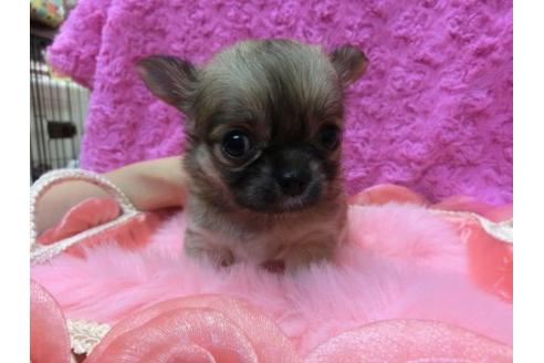 成約済の京都府のチワワ-10725の2枚目