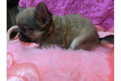 成約済の京都府のチワワ-10725の3枚目