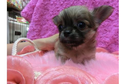 成約済の京都府のチワワ-10725の1枚目