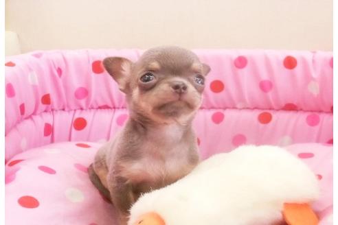 成約済の大阪府のチワワ-10731の1枚目