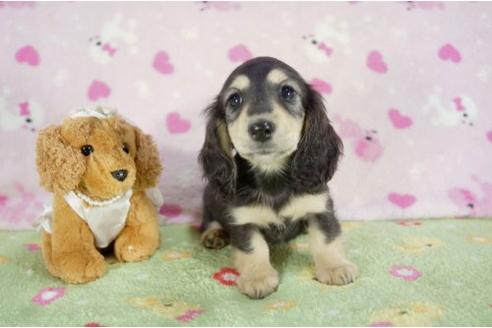 成約済の兵庫県のミニチュアダックスフンド-10113の1枚目