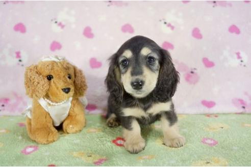 成約済の兵庫県のミニチュアダックスフンド-10113の2枚目