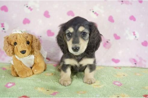成約済の兵庫県のミニチュアダックスフンド-10113の3枚目