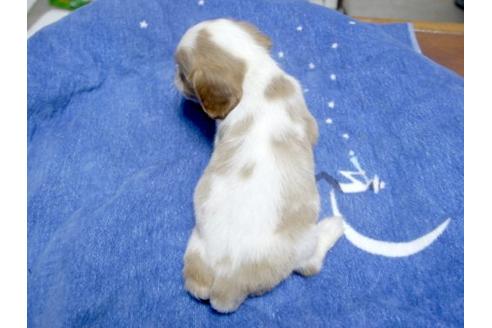 成約済の埼玉県のキャバリアキングチャールズスパニエル-10773の3枚目