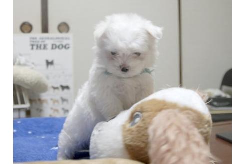 成約済の埼玉県のマルチーズ-10462の2枚目