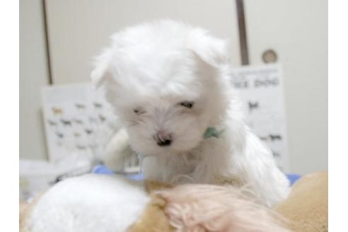 成約済の埼玉県のマルチーズ-10462の3枚目
