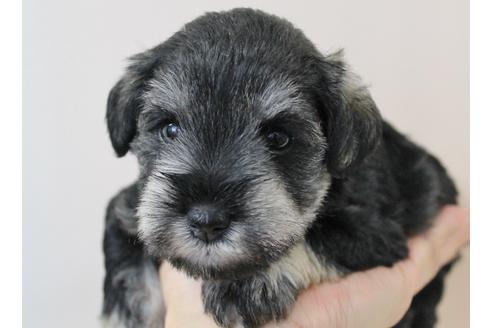 成約済の千葉県のミニチュアシュナウザー-10777の3枚目