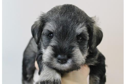 成約済の千葉県のミニチュアシュナウザー-10780の3枚目