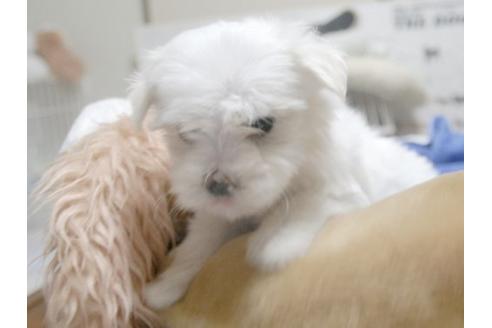 成約済の埼玉県のマルチーズ-10461の2枚目