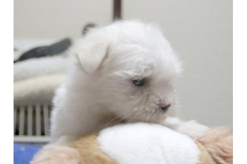 成約済の埼玉県のマルチーズ-10282の2枚目