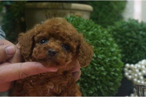 成約済の京都府のトイプードル-10875の1枚目