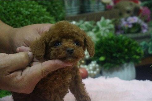 成約済の京都府のトイプードル-10875の3枚目