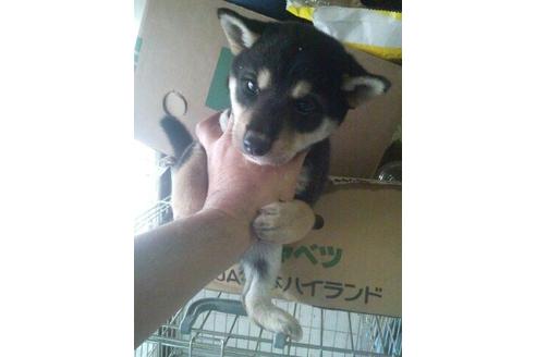 成約済の山口県の柴犬-10903の1枚目