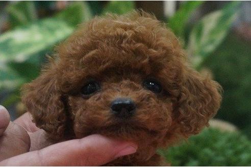 成約済の京都府のトイプードル-10576の1枚目