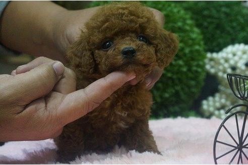 成約済の京都府のトイプードル-10576の2枚目