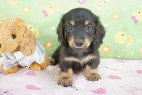 成約済の兵庫県のミニチュアダックスフンド-10673の1枚目