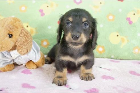 成約済の兵庫県のミニチュアダックスフンド-10673の2枚目