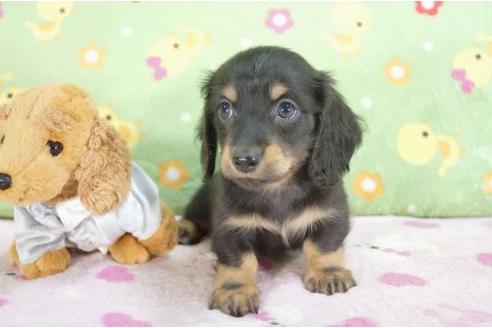 成約済の兵庫県のミニチュアダックスフンド-10673の3枚目