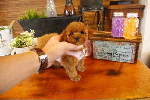 成約済の埼玉県のトイプードル-10660の3枚目