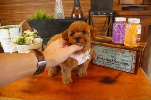 成約済の埼玉県のトイプードル-10660の1枚目