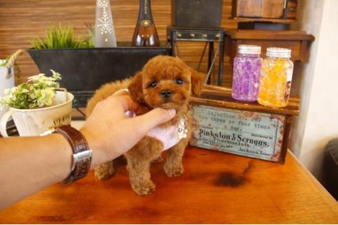 成約済の埼玉県のトイプードル-10660の2枚目