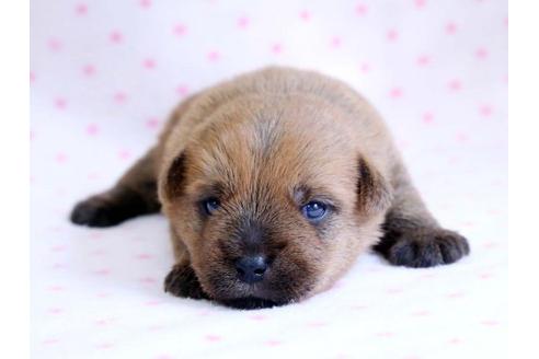 成約済の栃木県のノーフォークテリア-10936の1枚目