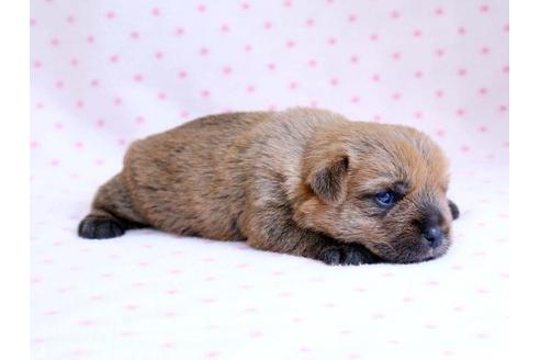 成約済の栃木県のノーフォークテリア-10936の2枚目