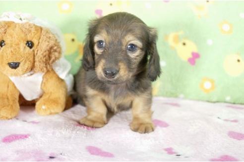 成約済の兵庫県のミニチュアダックスフンド-10680の1枚目