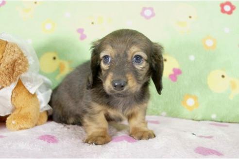 成約済の兵庫県のミニチュアダックスフンド-10680の2枚目