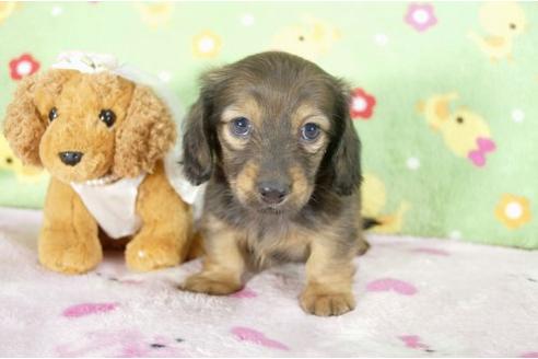 成約済の兵庫県のミニチュアダックスフンド-10680の3枚目