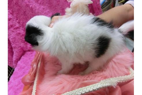 成約済の京都府のチワワ-10970の2枚目