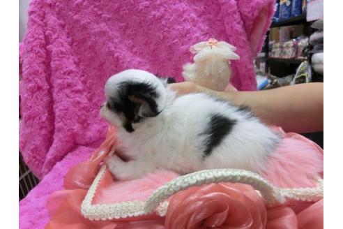 成約済の京都府のチワワ-10970の3枚目